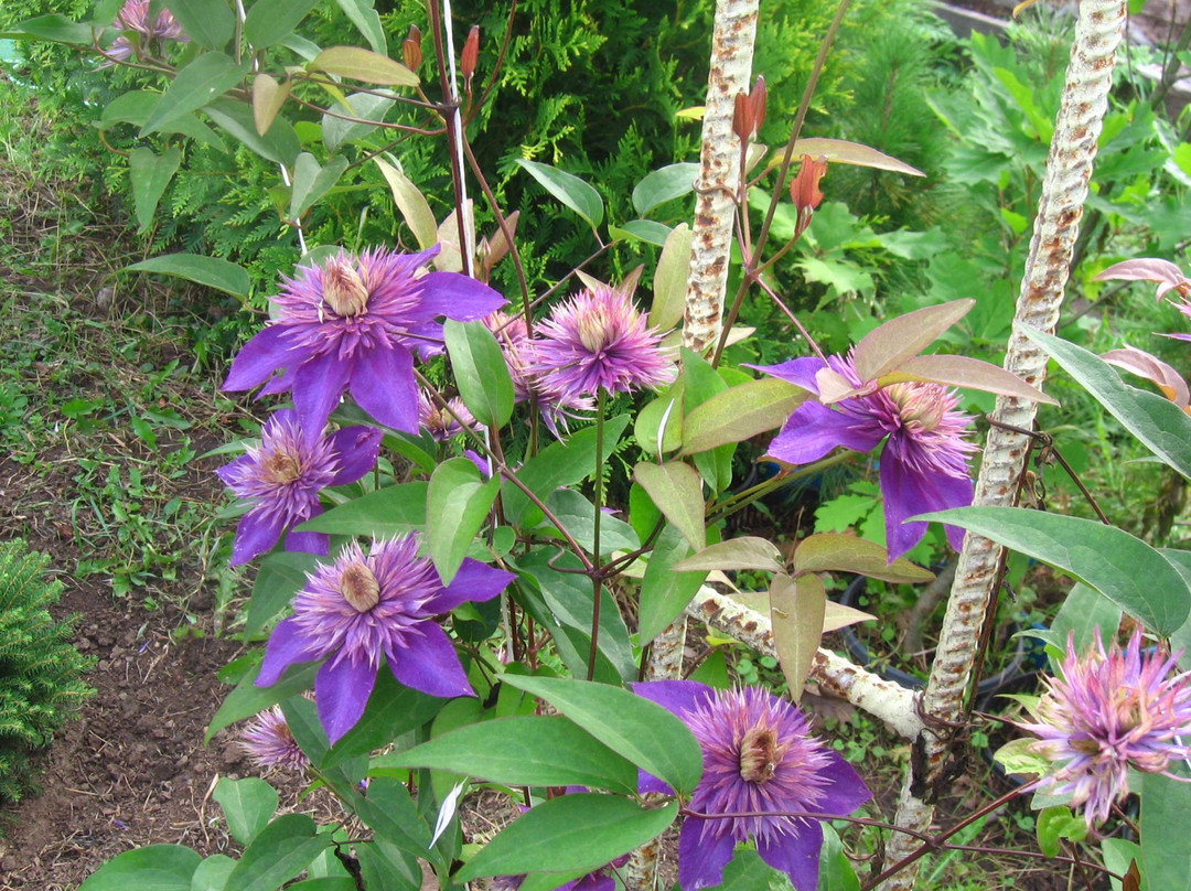 Tsivilsk旅游景点-Main Botanical Garden of the Russian Academy of Sciences Named After N.V. Tsitsin