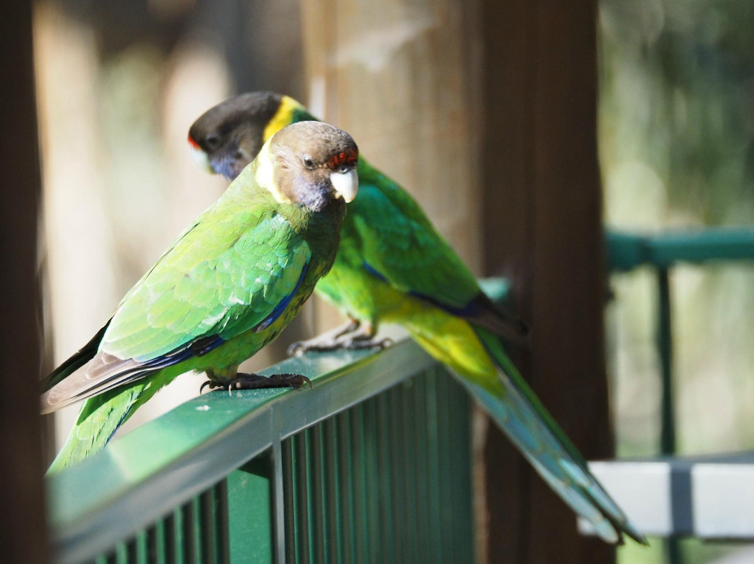 Fern Gulley Retreat主图