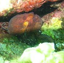 Dive'n Mallorca-Cala Ferrera必去景点