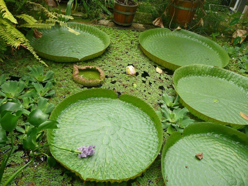 Botanical Garden (Botanischer Garten)景点图片