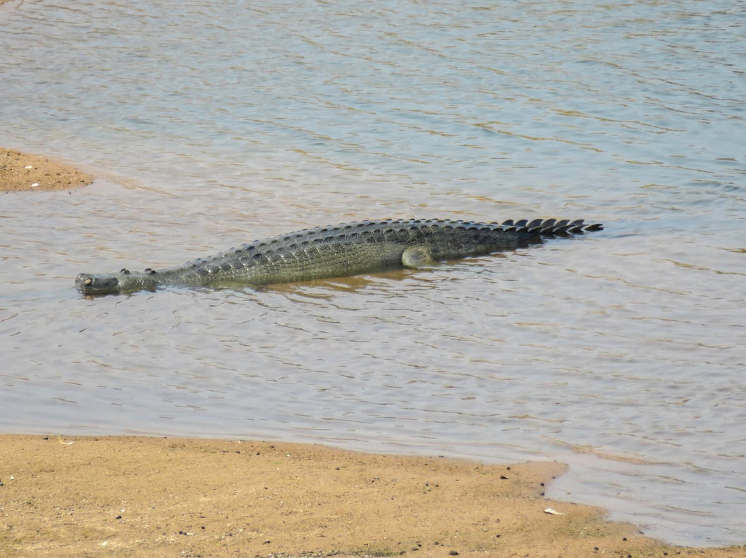 Ken Gharial Sanctuary景点图片