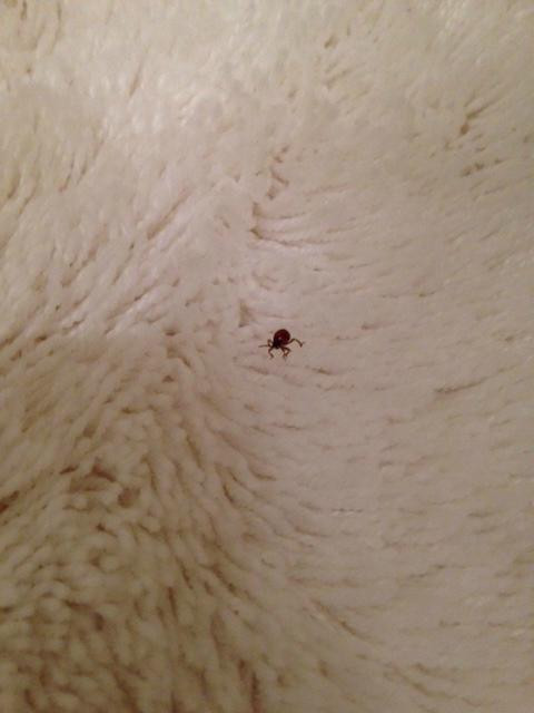 Zur Goldenen Krone Hotel主图