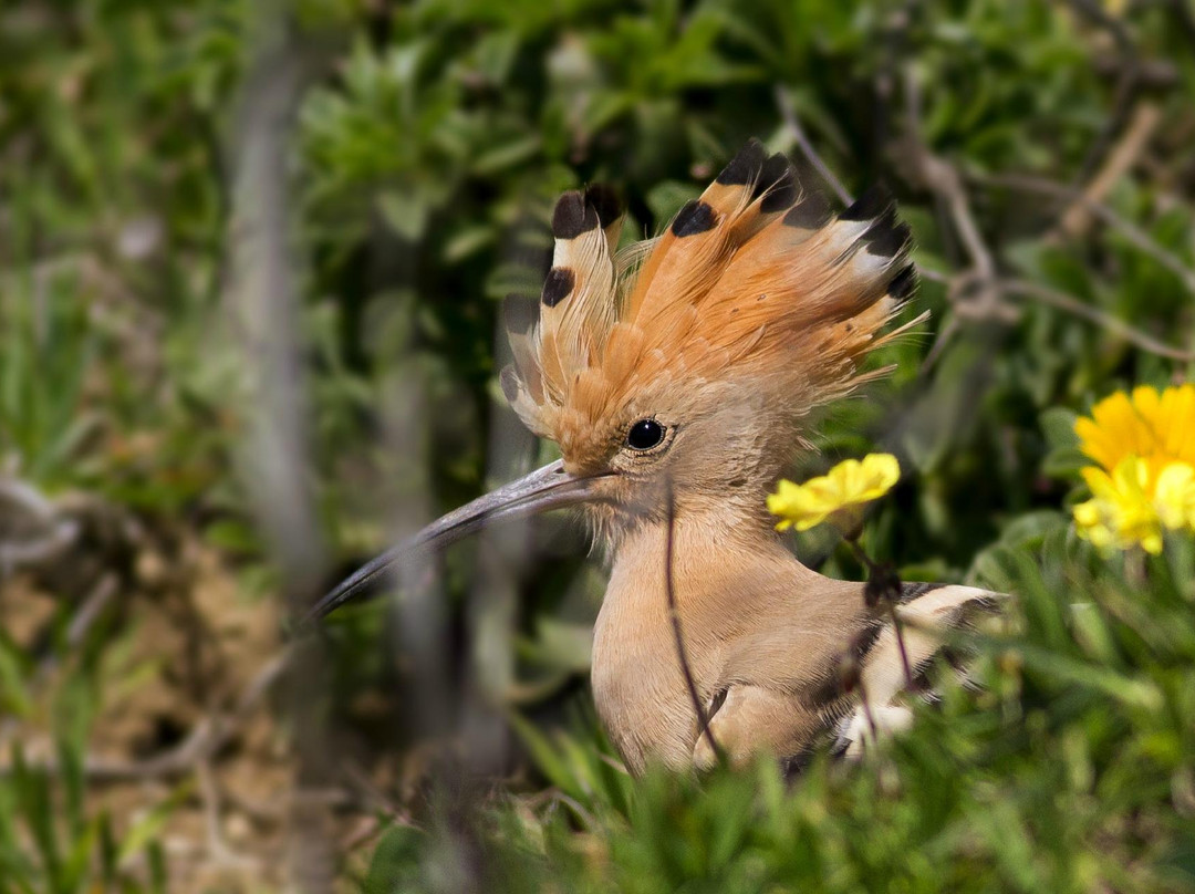 Ecotono Birding景点图片