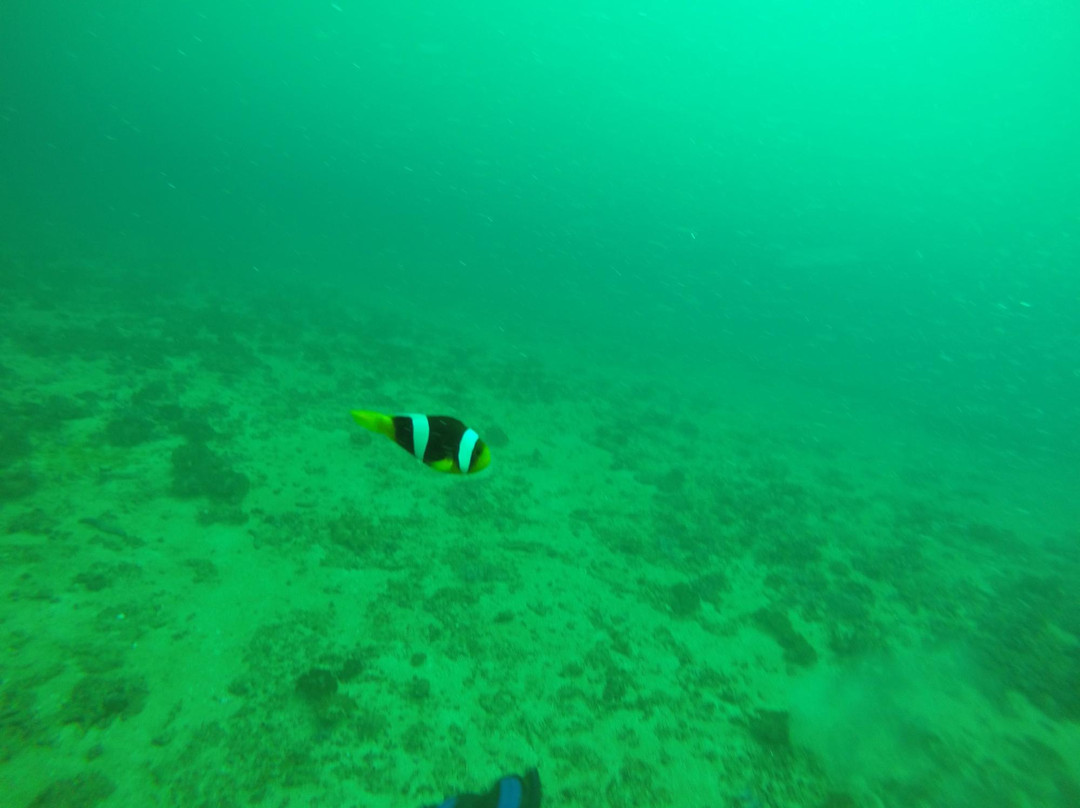 Epic Encounters Dive & Adventure Centre景点图片