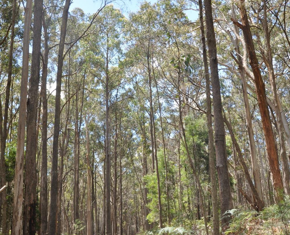 Secret Forest Walks-戴尔斯福特必去景点