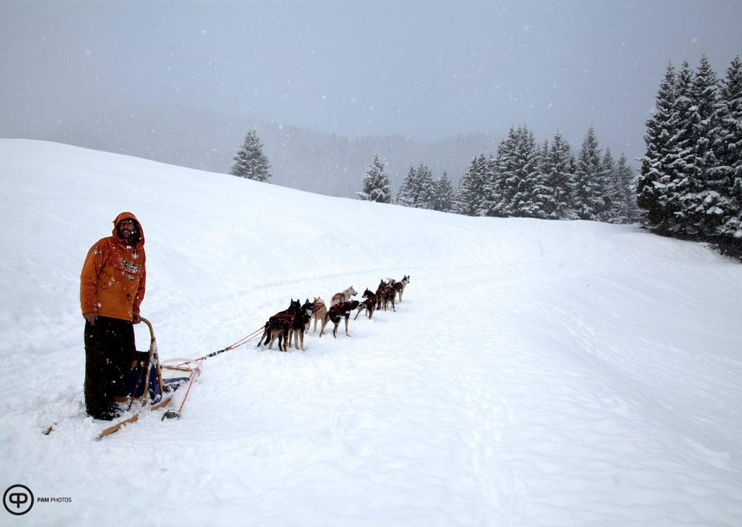 Athabaska Dogsledding - Scuola di Sleddog景点图片