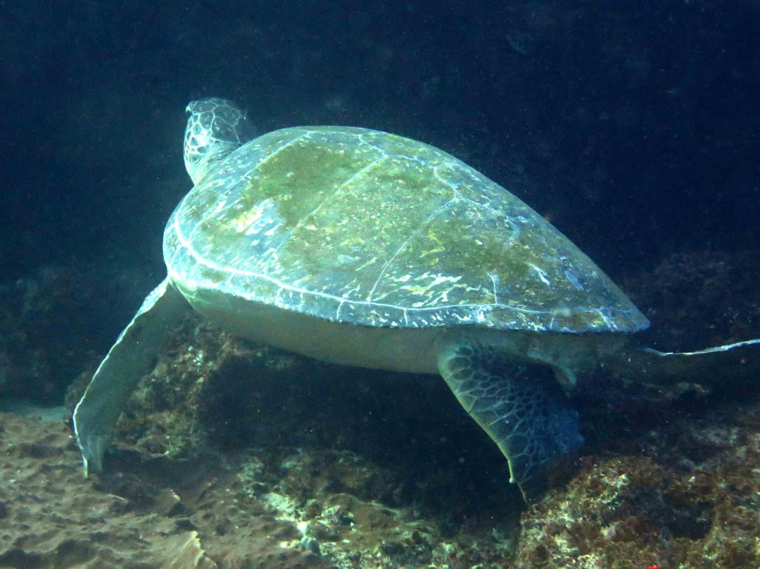 Ocean Explorers Dive Centre-约翰内斯堡必去景点