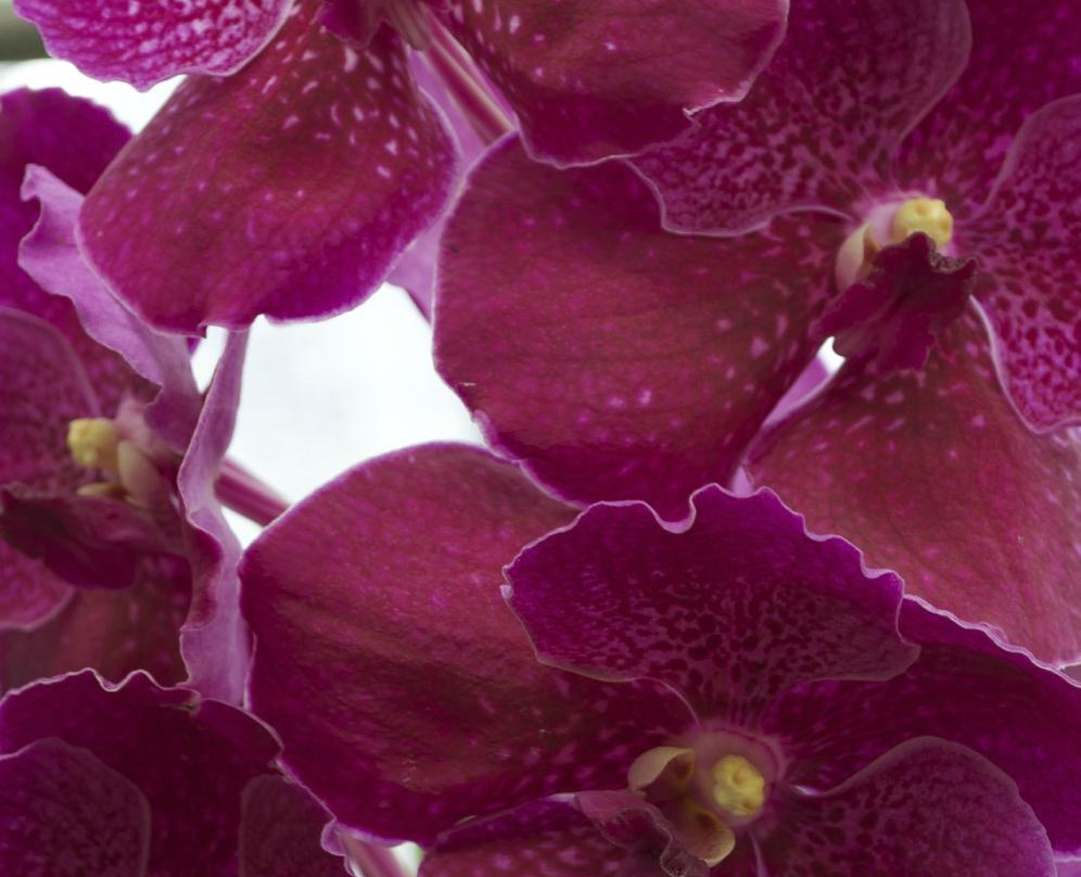 Doi Saket Orchid Farm-雷沙革必去景点
