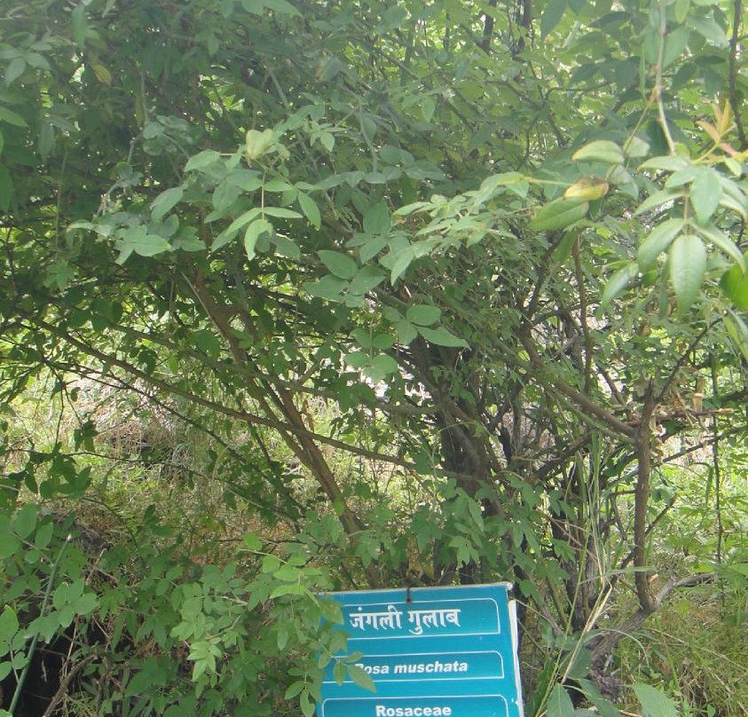 Himalayan Botanical Garden景点图片