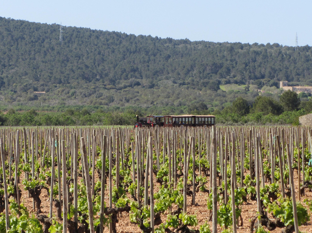 Mallorca Wine Tours景点图片