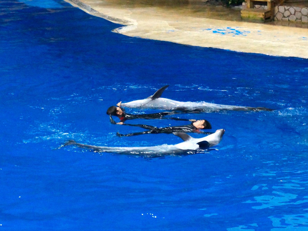 北京海洋馆-北京市必去景点