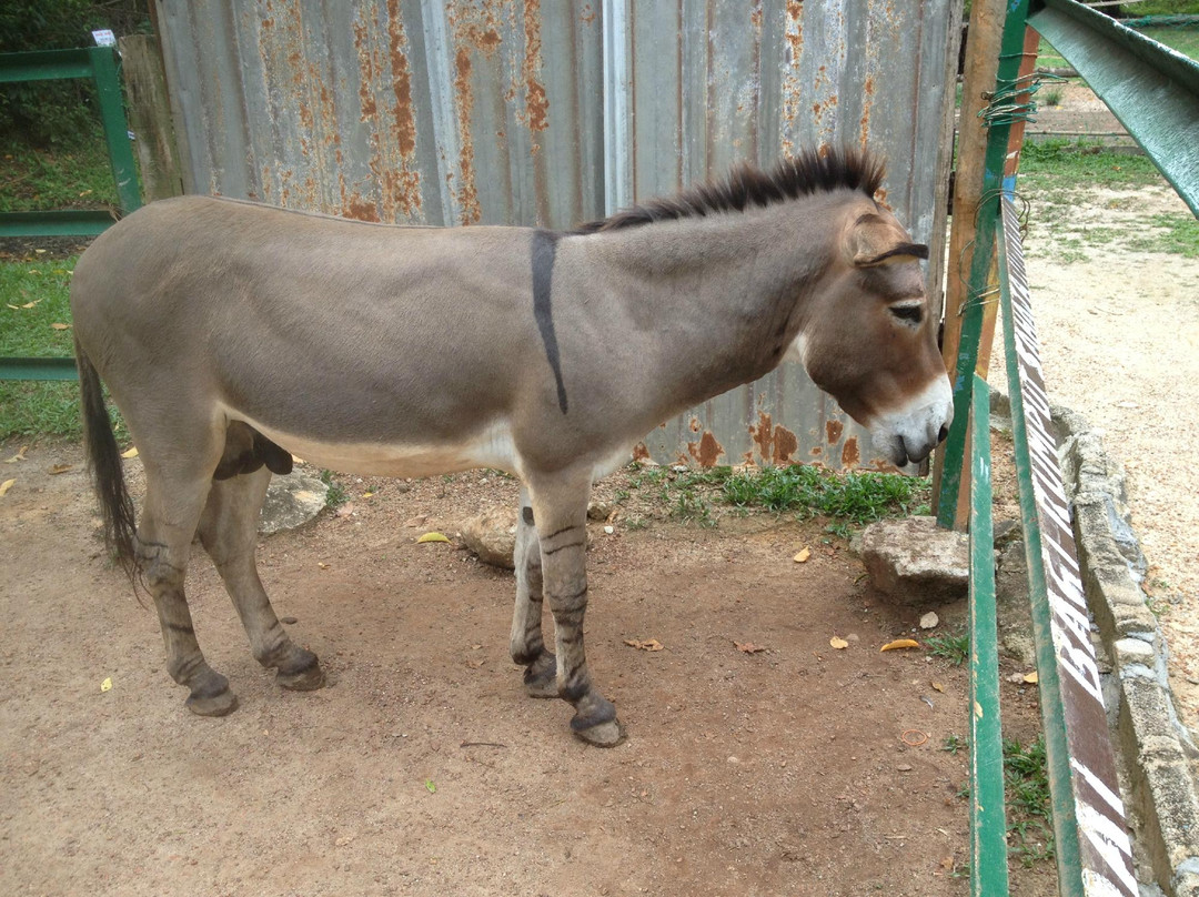 PD Ostrich Show Farm-波德申必去景点
