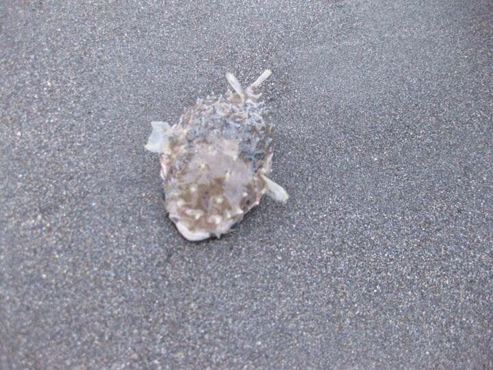 Suqui Beach景点图片