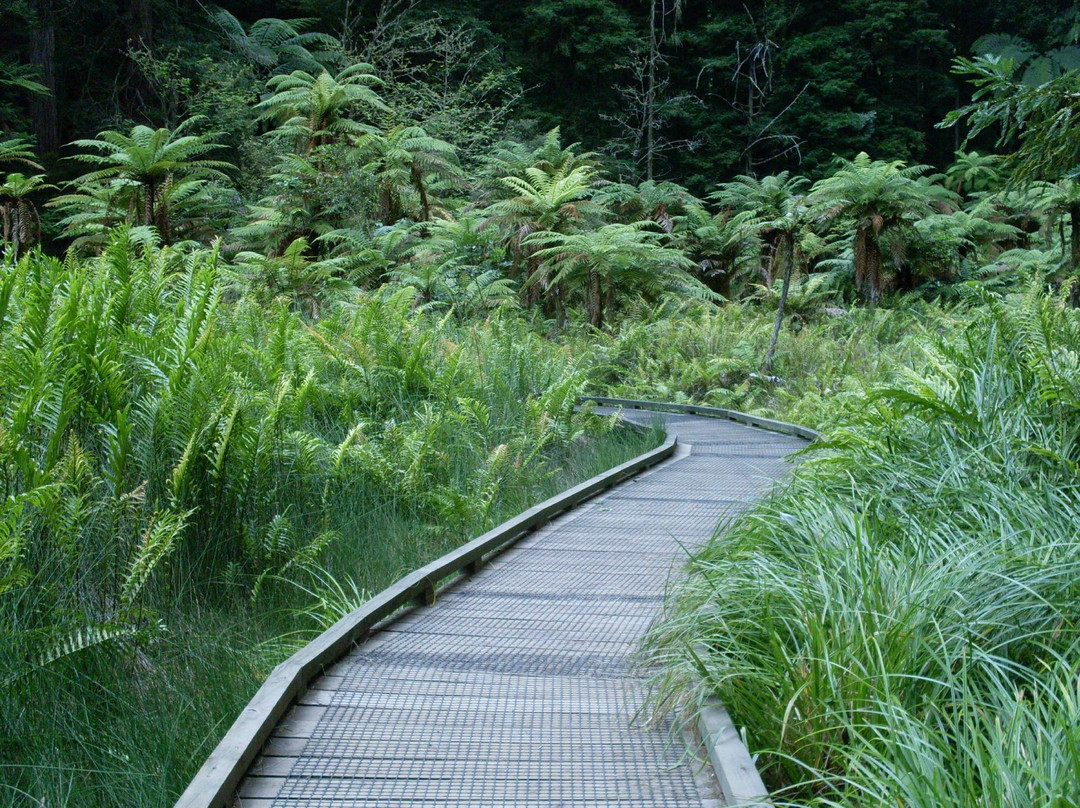 红木森林公园-罗托鲁瓦必去景点