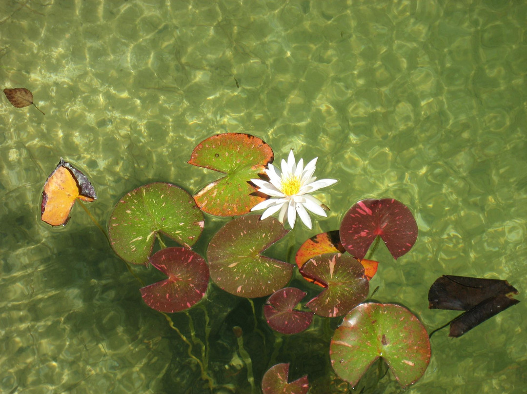Troodos Botanical Garden-特罗多斯必去景点