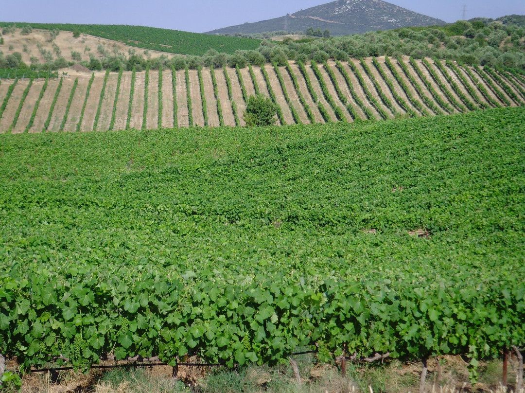 Tzivani Winery景点图片