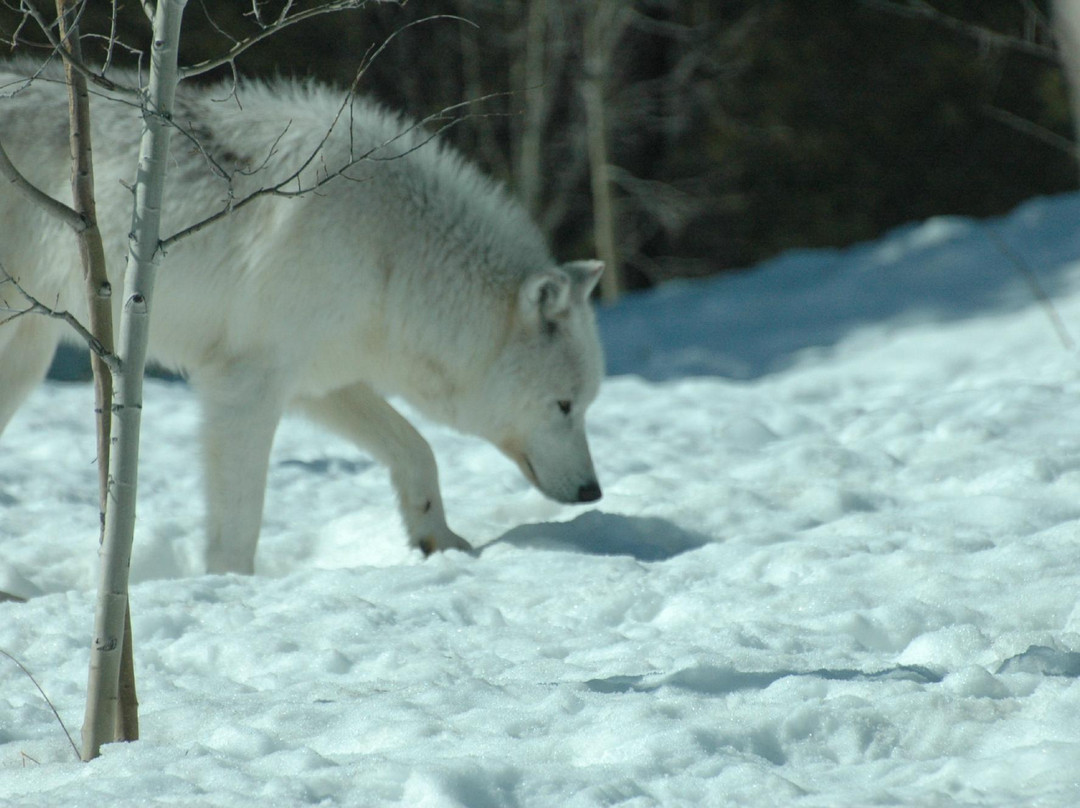 灰熊与狼保护中心-西黄石镇必去景点