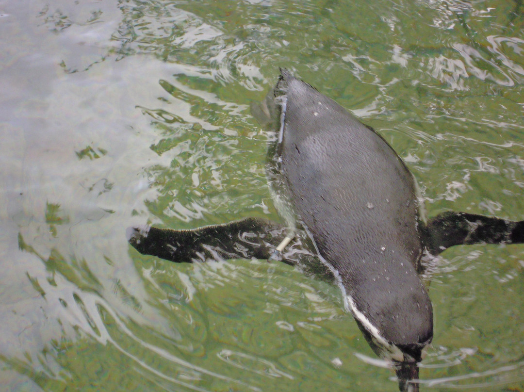 Edogawa Natural Zoo-江戸川区必去景点