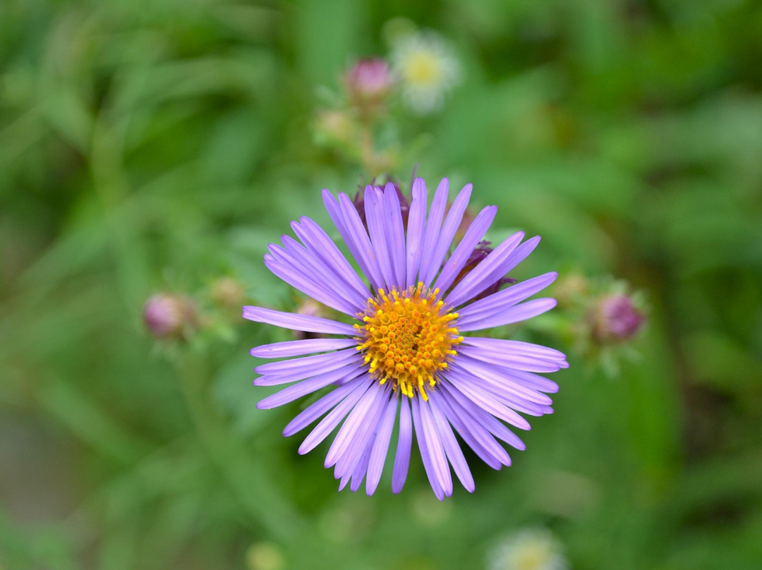 汉波湾公园-多伦多必去景点