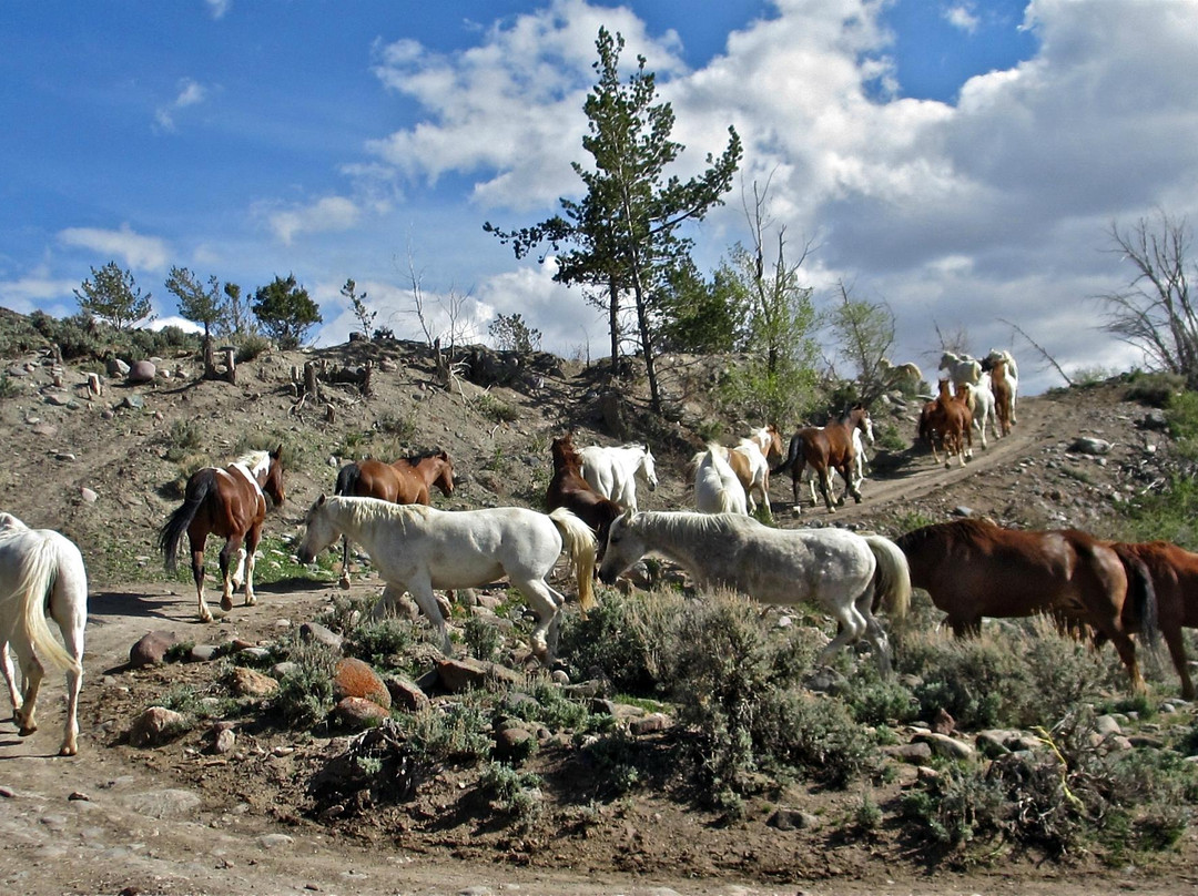 Bitterroot Ranch景点图片