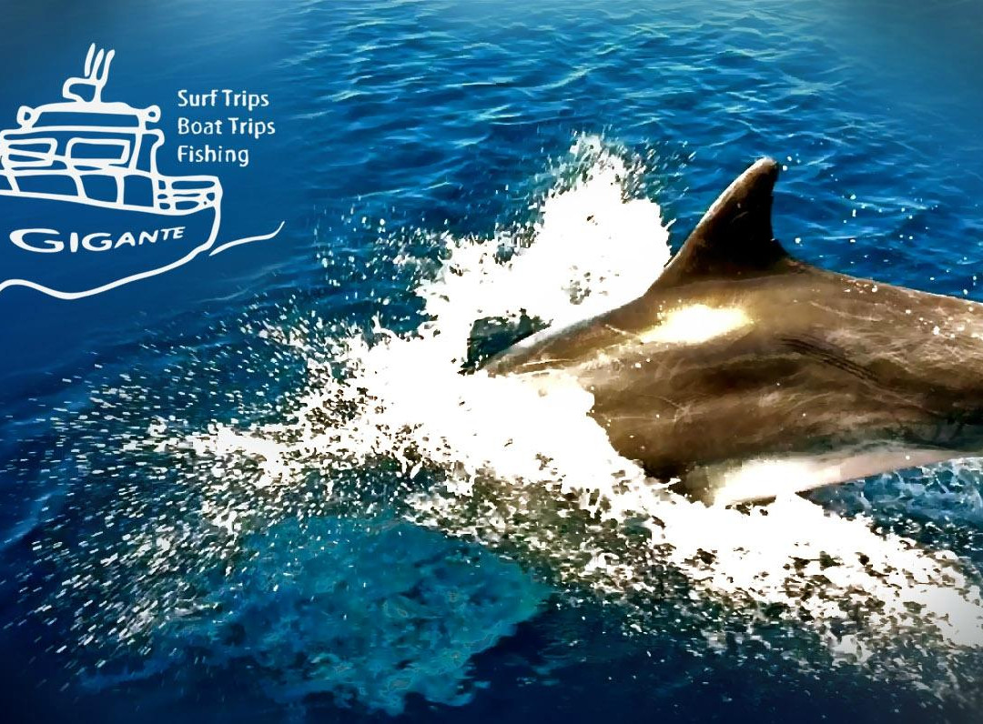 Gigante Expeditions-亚速尔群岛英雄港中心区必去景点