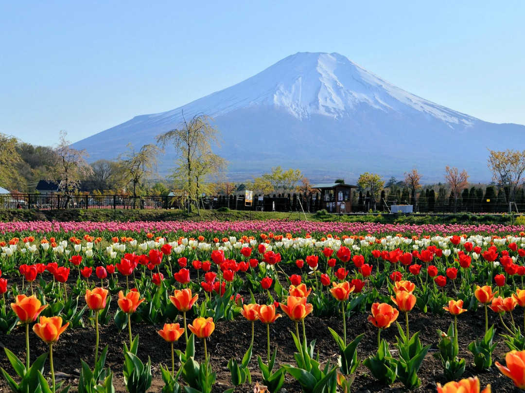 Yamanakako Hananomiyako Park景点图片