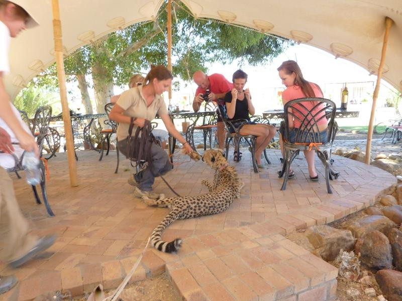 Ronel Cooper Day Tours