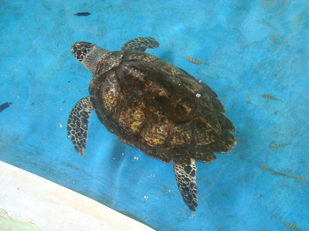 Praia De Aruana-阿拉卡茹必去景点