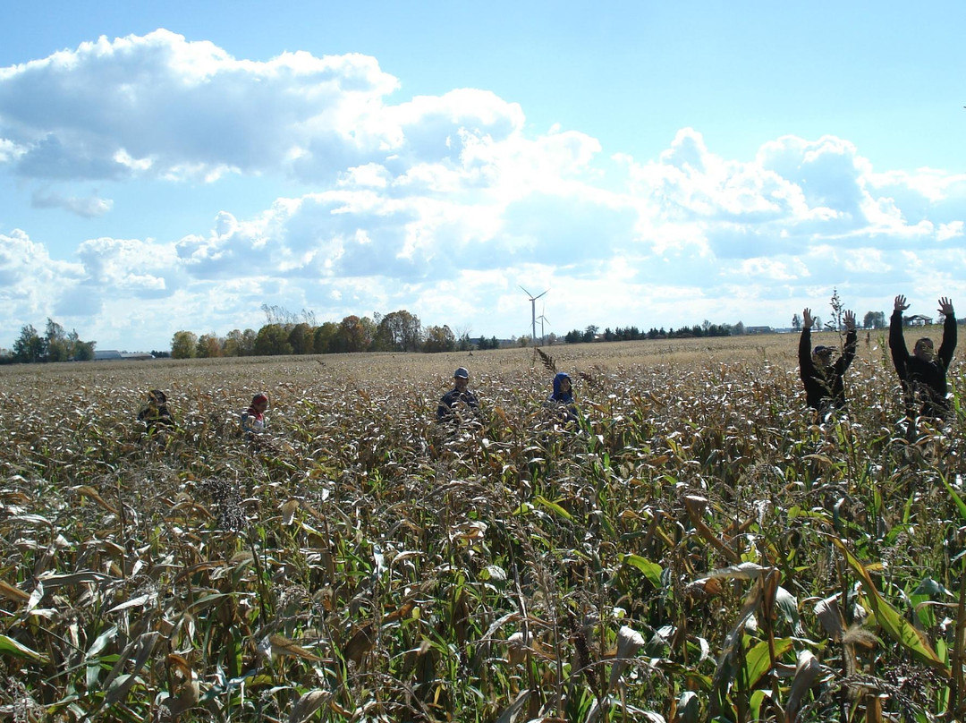Wolfe Island Corn Maze景点图片