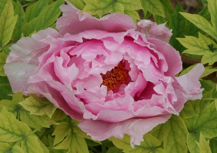 洛阳国际牡丹园-洛阳市必去景点