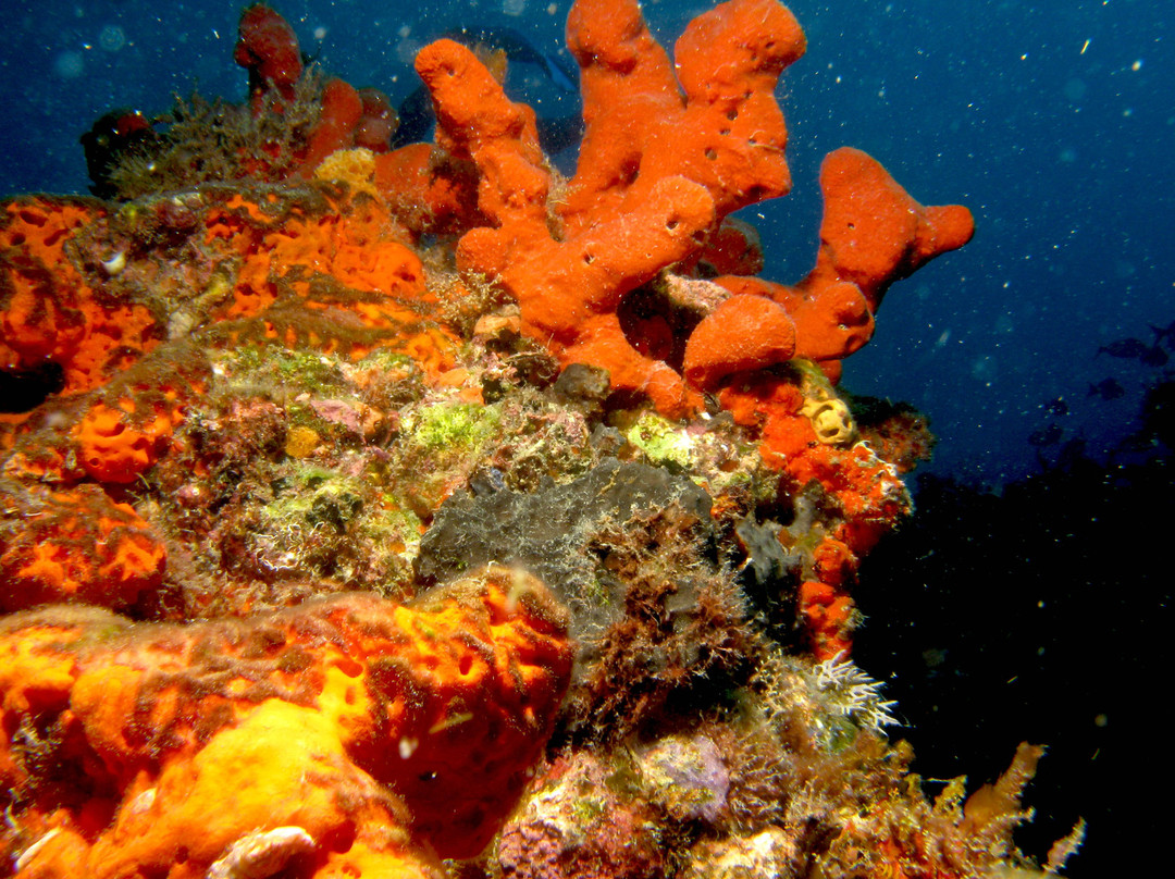 Underwater Explorers-博因顿海滩必去景点