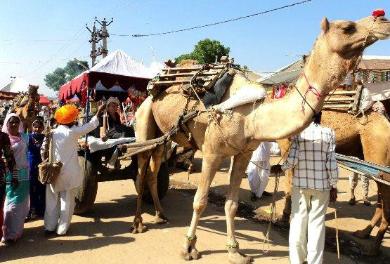 Pushkar Camel Safari-普希卡必去景点