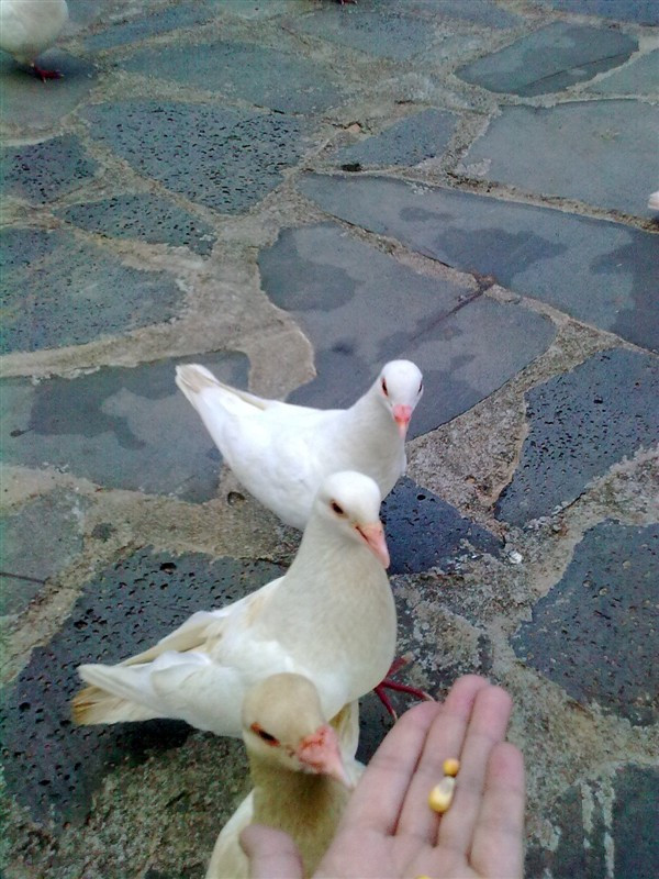 海南热带飞禽世界-定安县必去景点