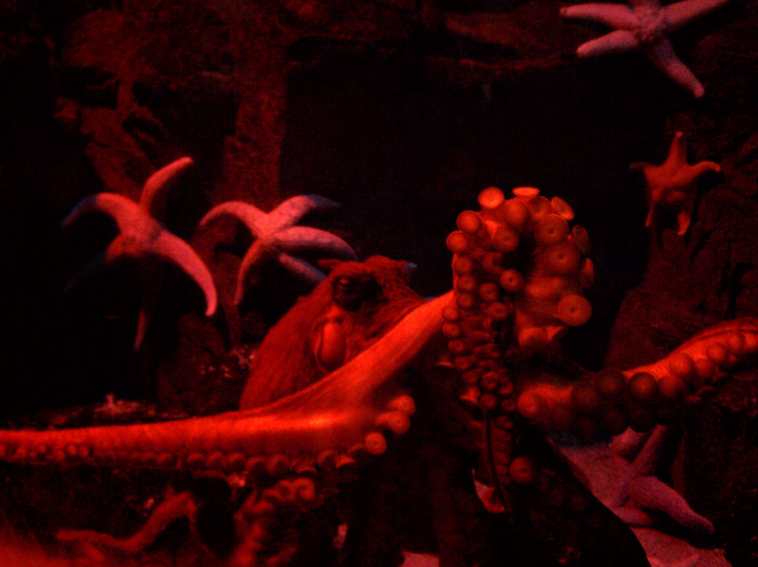 圣地亚哥海洋世界-拉荷亚必去景点