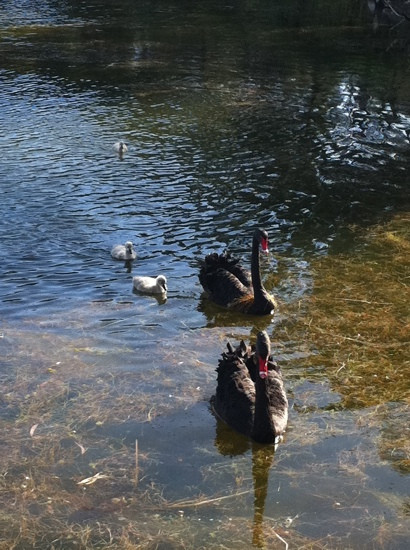 新港湖区公园-墨尔本必去景点