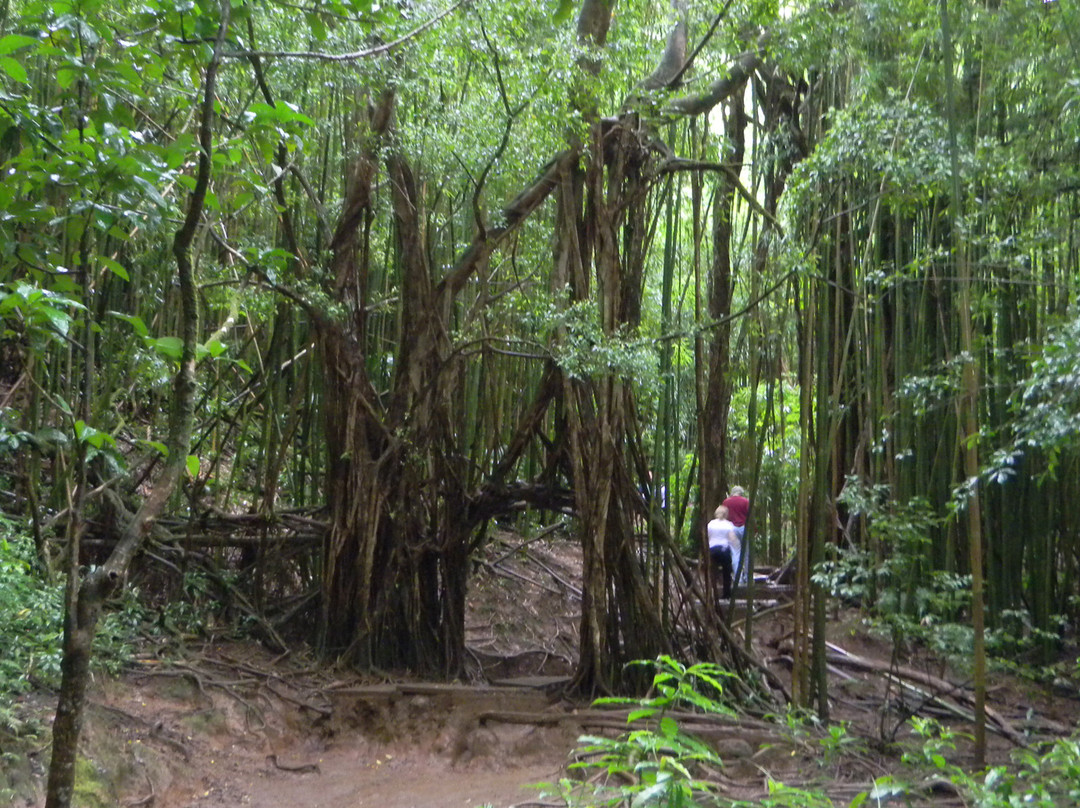 玛诺亚瀑布-火奴鲁鲁必去景点