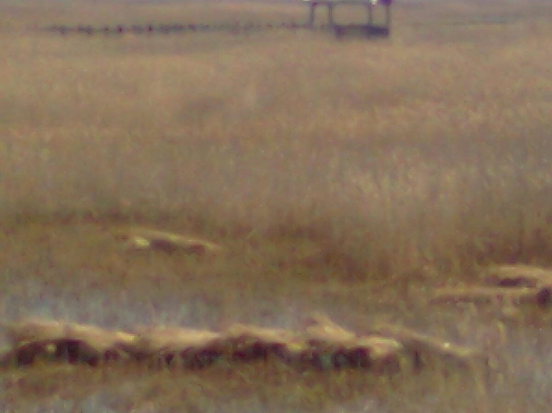 崇明前卫生态村-崇明县必去景点