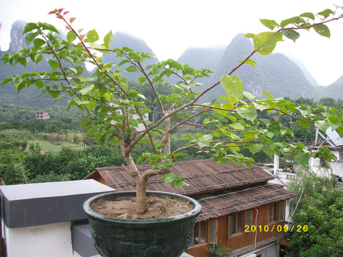 阳朔水墨院子（20元人民币景区店）主图