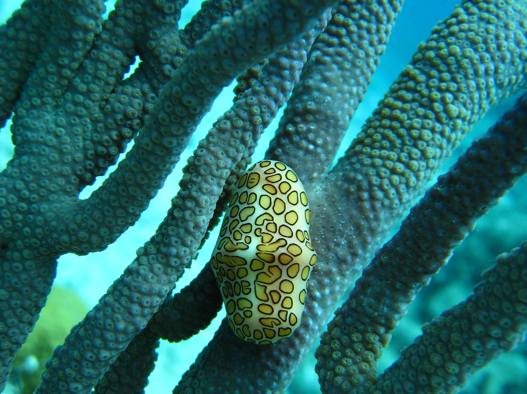 Flamingo Divers-普罗维登西亚莱斯必去景点