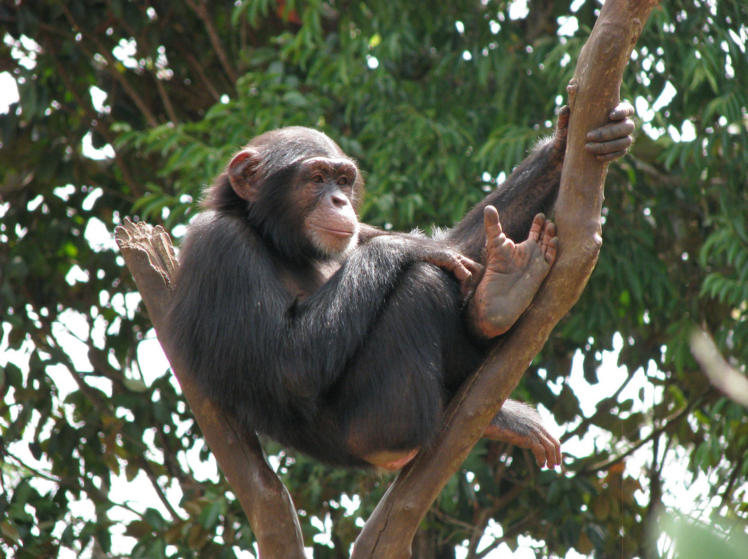Tacugama Chimpanzee Sanctuary-弗里敦必去景点