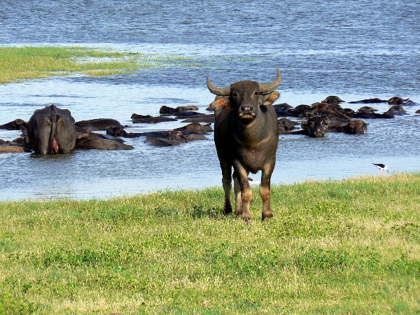Minneriya National Park景点图片