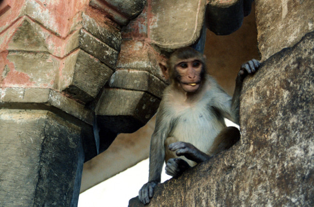 Monkey Temple-斋蒲尔必去景点