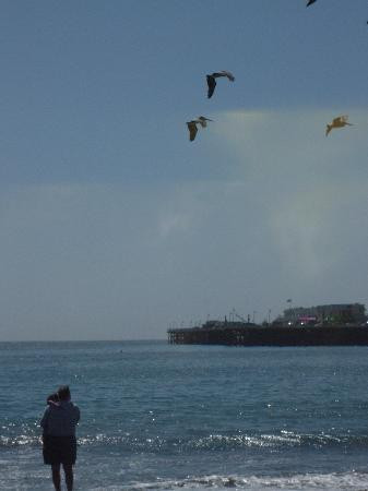 Santa Cruz Main Beach-圣克鲁斯必去景点