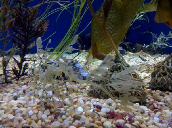 太平洋水族馆-长滩必去景点