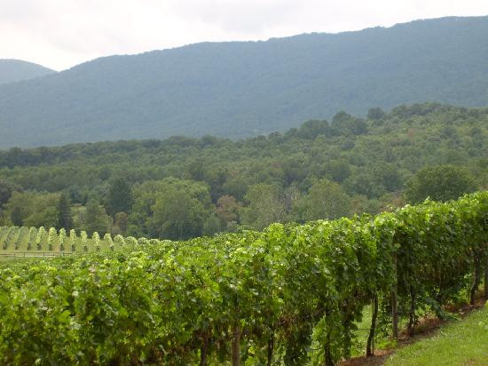 Veritas Vineyard & Winery-Afton必去景点