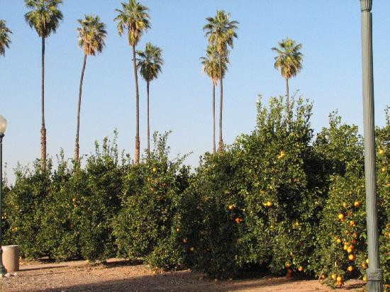 California Citrus State Historic Park-里弗赛德必去景点