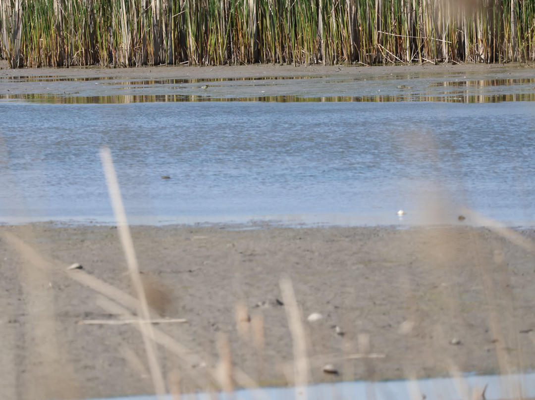 Wings of Hungary - birding and nature tours景点图片