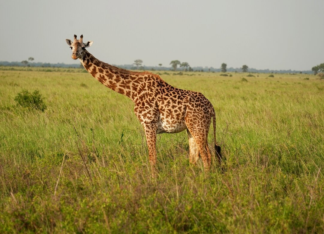 Passionate Safaris景点图片