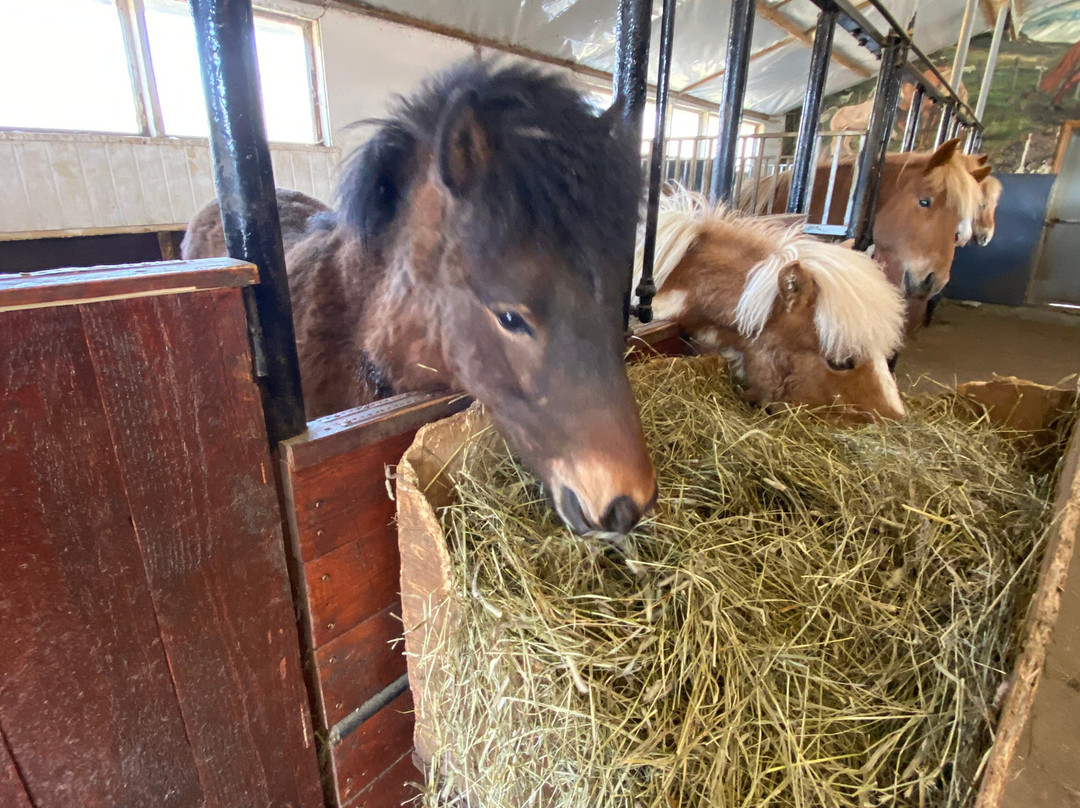 Sturlureykir Horses/Visiting HorseFarm景点图片