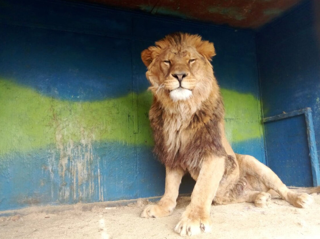 Amusement Park Zoo and Ostriches-Privolzhskii必去景点
